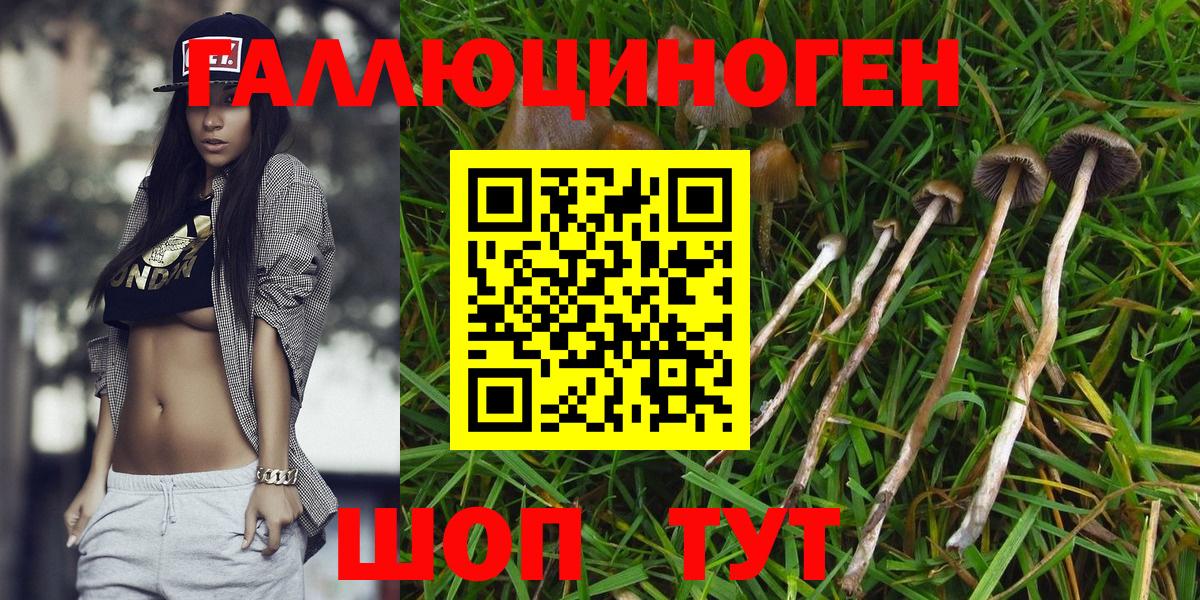 Псилоцибиновые грибы прущие грибы  Гудермес 